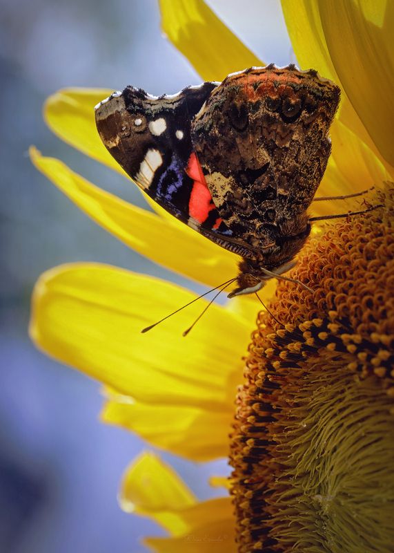 бабочка, адмирал, подсолнух Адмиралphoto preview