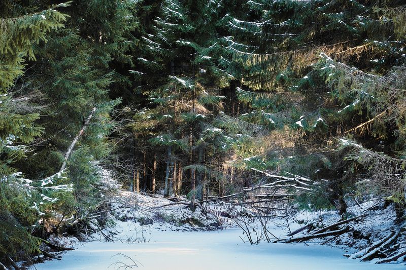 лес, зима, снег В зимнем лесу фото превью