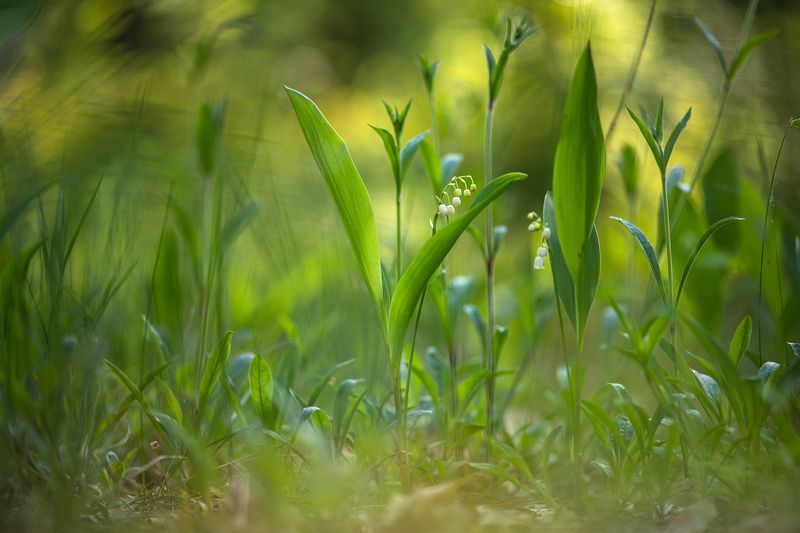 ландыши, весна, свет, лес, макро, природа, геннадий мещеряков, nikon d 850, carl zeiss makro-planar t* 100mm f/2 zf.2 Просто майское утро в лесу...photo preview