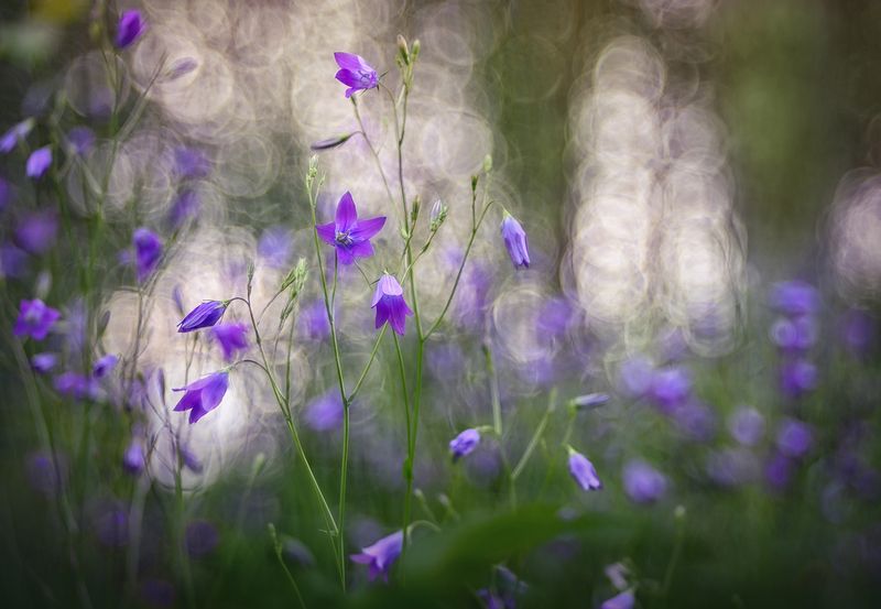 Летний деньphoto preview