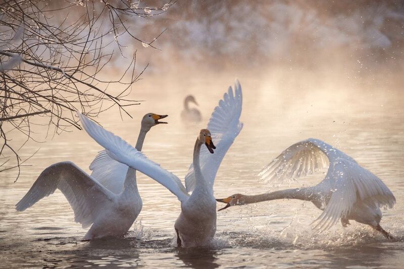 Борьба и грация фото превью