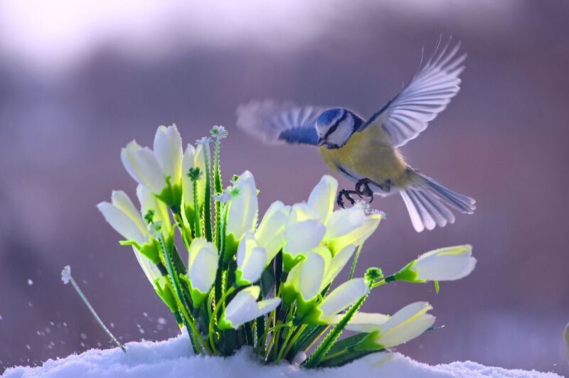 parus caeruleus, лазоревка, большая синица,  parus major, подснежники, Встречаем Весну вместе с синичками.photo preview