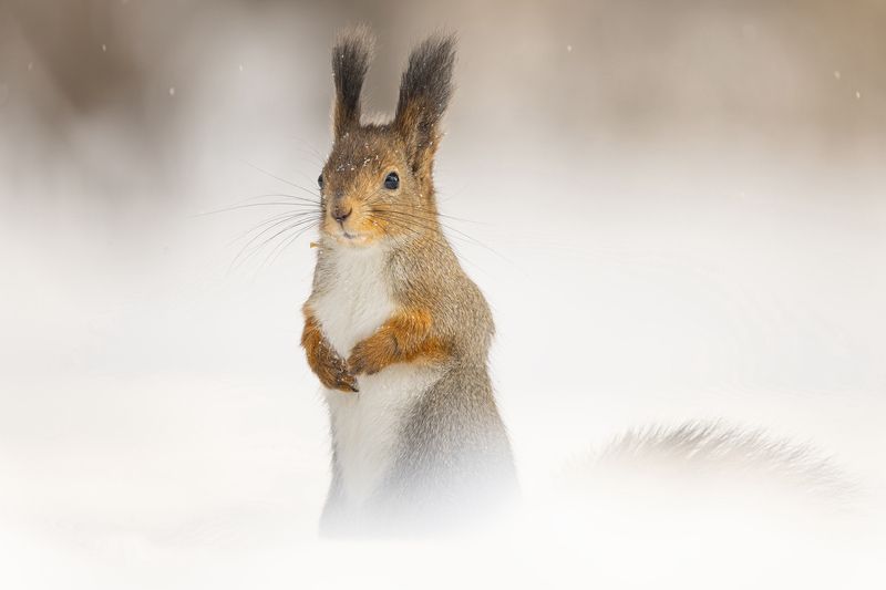 Белка Белкаphoto preview