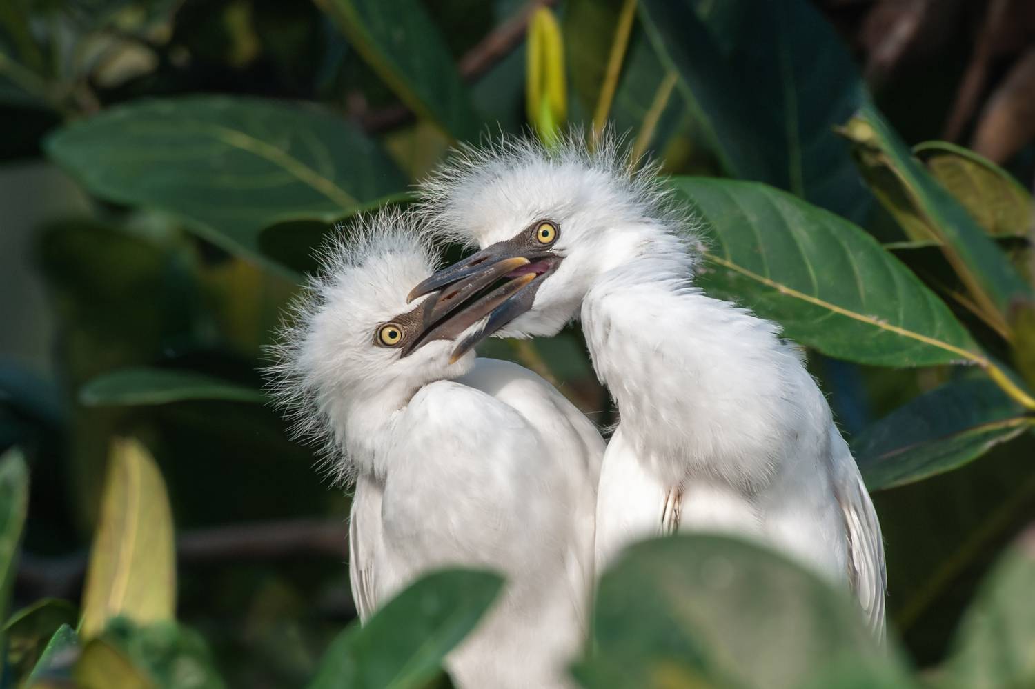 - Давай помолчим!. Автор: Наталья Паклина восточная египетская цапля; птенцы; гнездо; birds; wild; wildlife; ardea coromanda; bubulcus ibis; cattle egret; eastern cattle egret; nest, Наталья Паклина