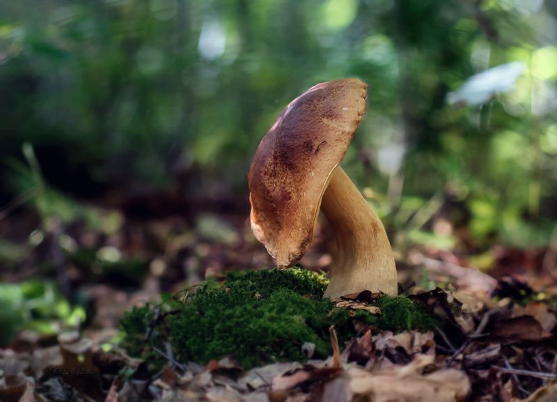 гриб, белый Старичокphoto preview