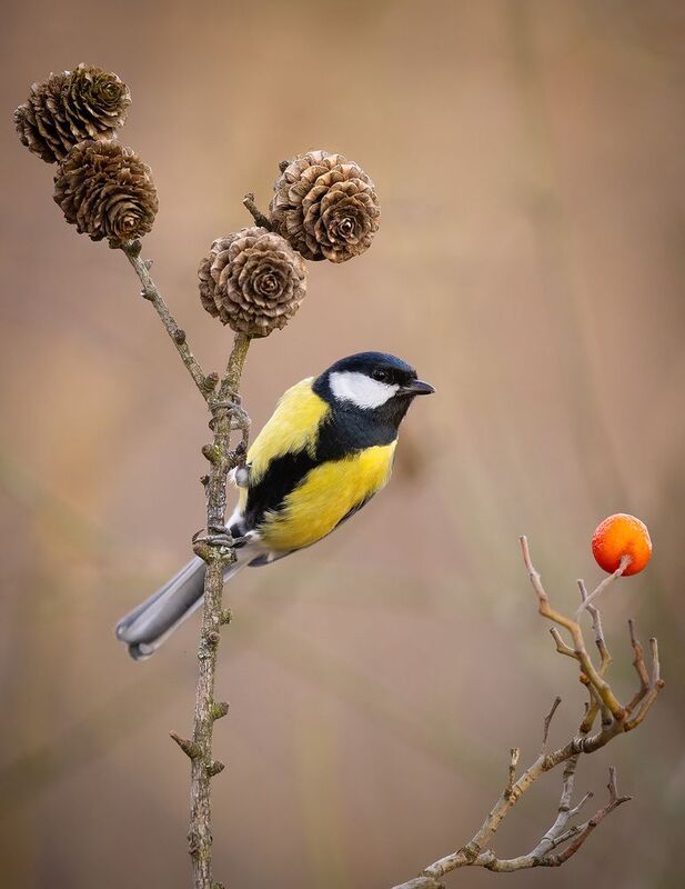 Titmousephoto preview