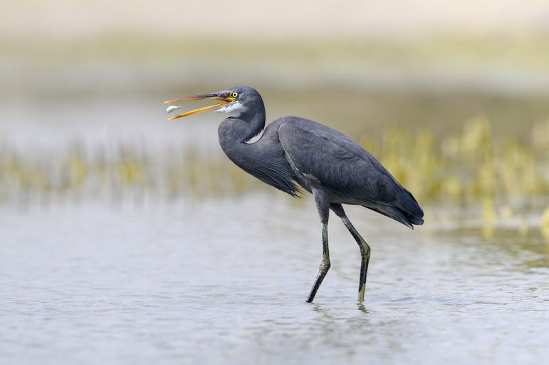 птица, фотоохота, цапля, природа, фауна Рифовая цапляphoto preview