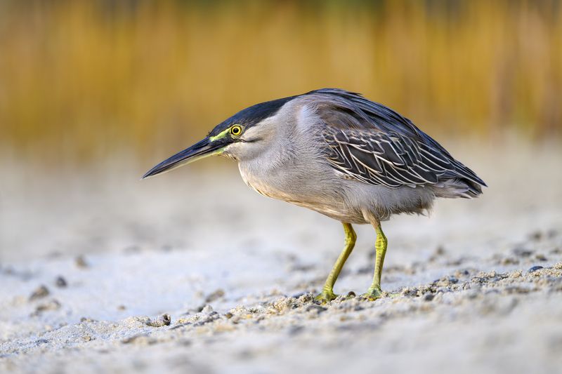 птица, фотоохота, цапля, природа, фауна Зеленая квакваphoto preview