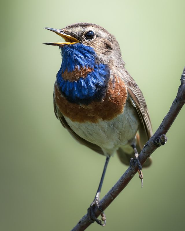 Варакушка (Luscinia svecica) photo preview