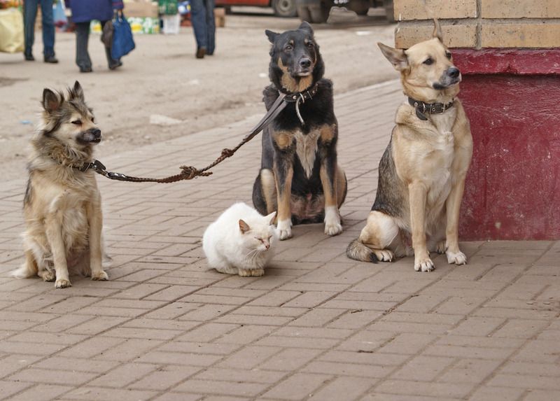 животные 3+1photo preview