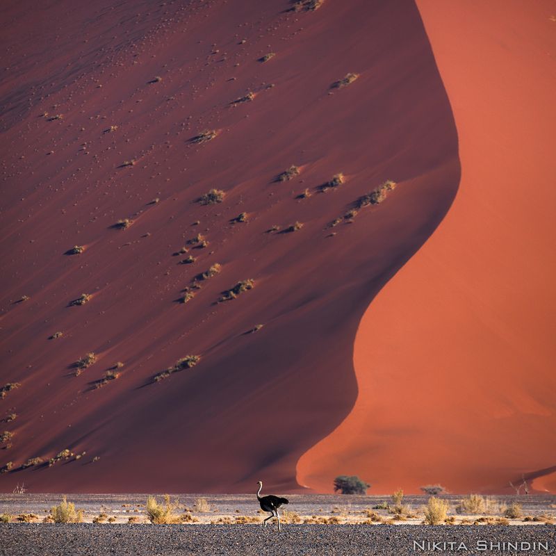 намибия страус африка пустыня namibia namib africa desert Погоня за страусомphoto preview