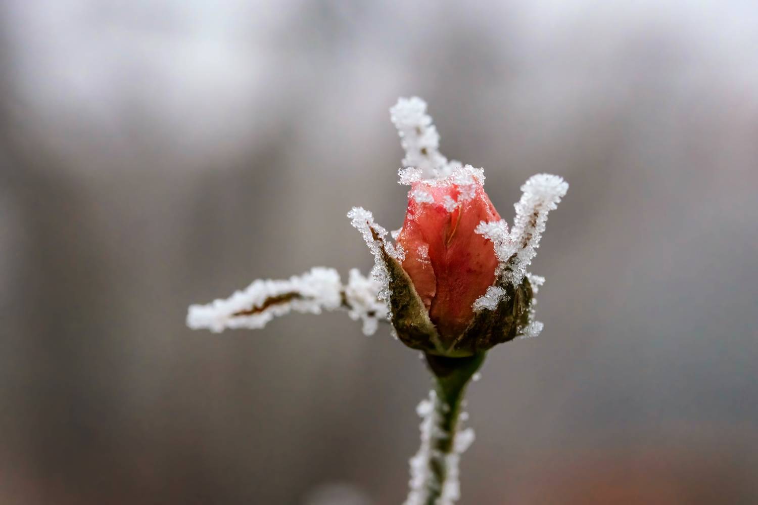 Автор: Бистра Стоименова , Бистра Стоименова