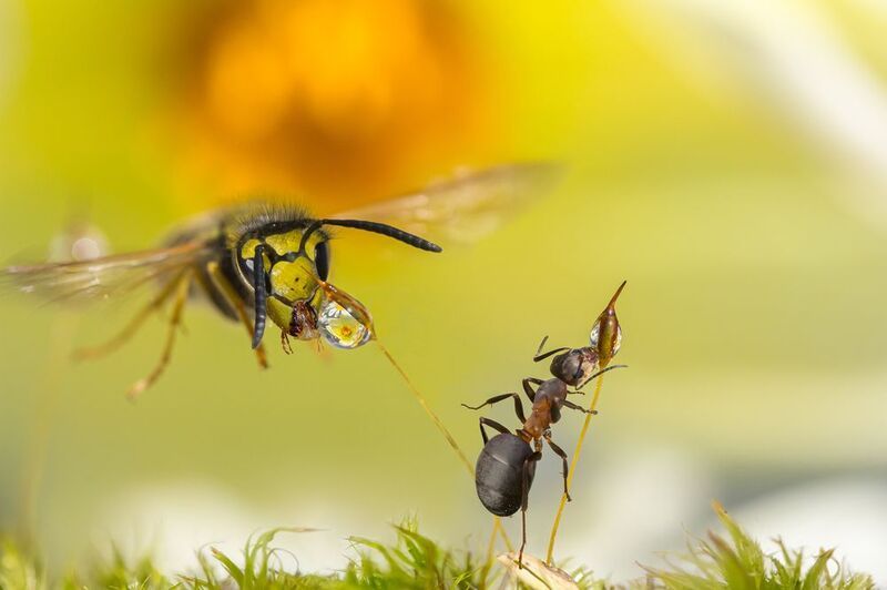 Каждому своя капляphoto preview