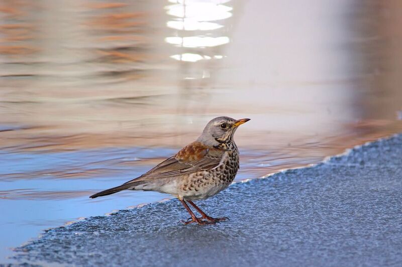 дрозд рябинник, рябинник, дрозд, turdus pilaris, Весна идет! Весне дорогу!photo preview