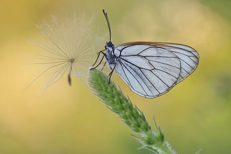 боярышница, aporia crataegi *** фото превью