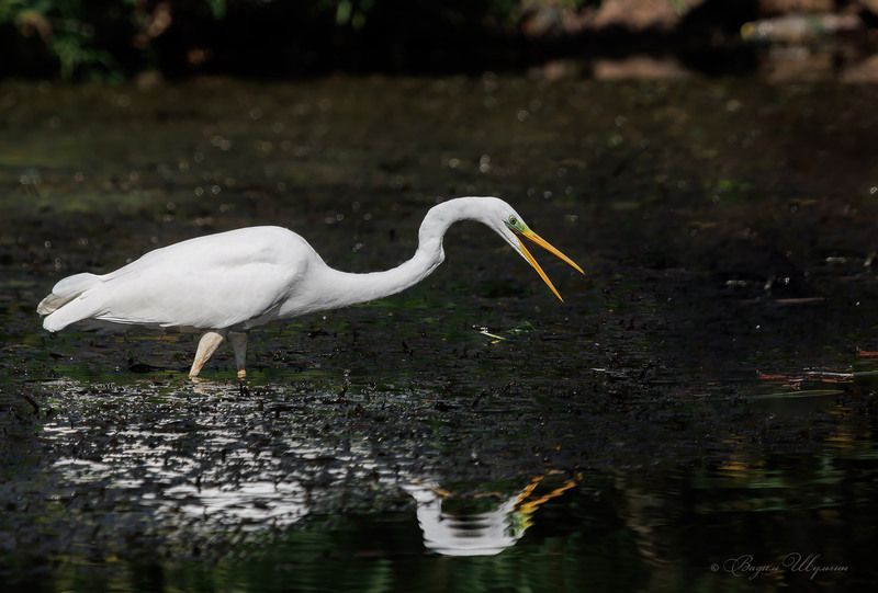 белая цапля - Ты красивая, я тебя съем и ты будешь у меня в животеphoto preview
