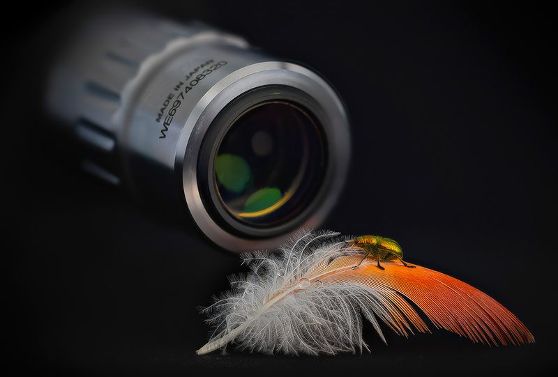 coleoptera, attelabidae, byctiscus betulae, liepinis cigarsukis,трубковерт грушевый Модель - трубковертphoto preview