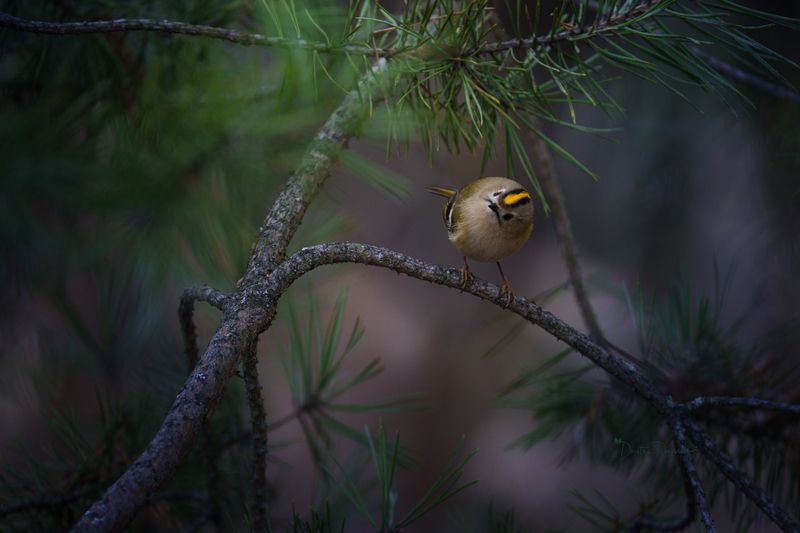 природа, лес, поля, огороды, животные, птицы, макро Любопытствоphoto preview