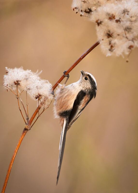 Long-tailed Tiphoto preview