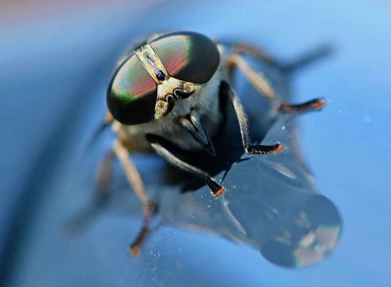 daas,insect,runderdaas,dier,dieren,natuur,macro,close up, nederland,friesland,vlieg,insecten, Grijze runderdaasphoto preview