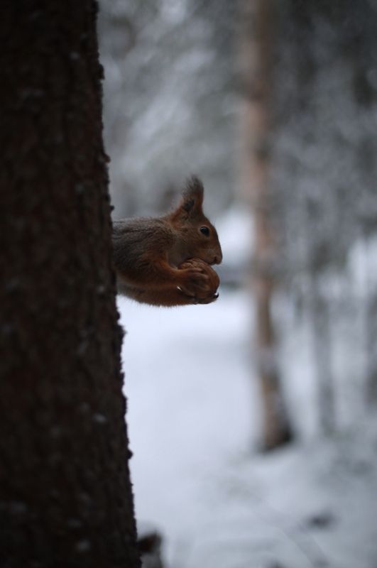 белка, орехи, природа, сосны, дерево «Когда голоден»photo preview