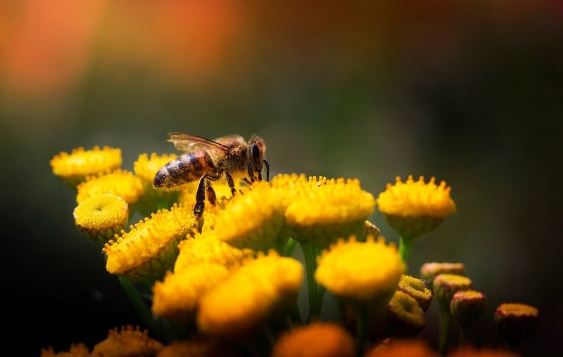Медовое летоphoto preview