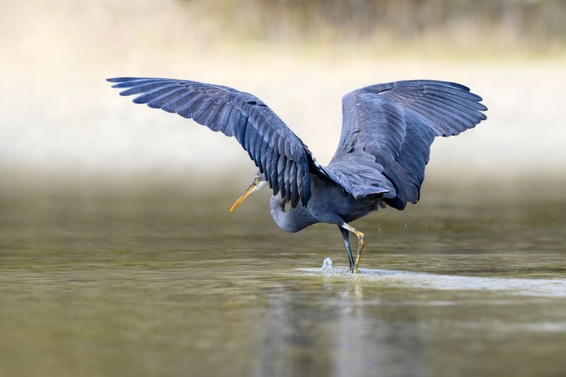 птица, фотоохота, цапля, природа, фауна Рифовая цапляphoto preview