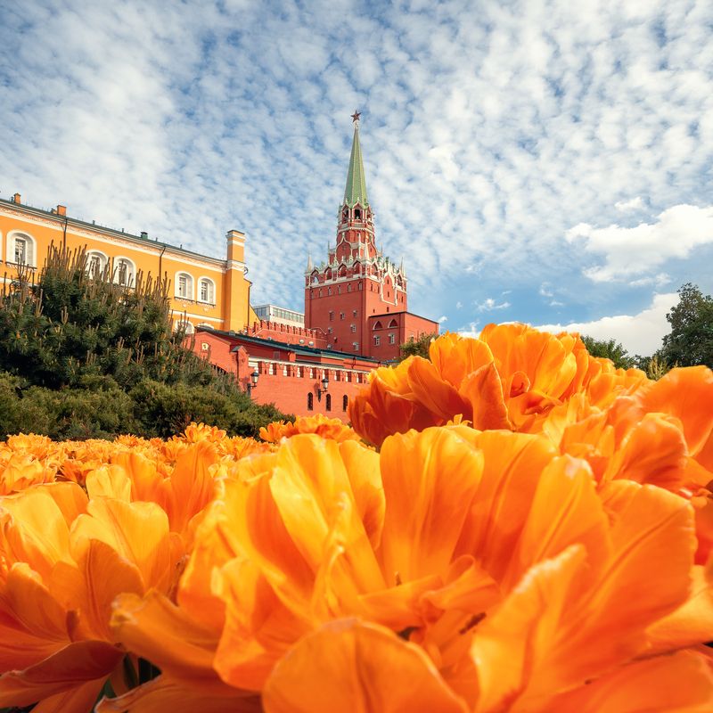 весна, тюльпаны, кремль, москва, александровский сад Александровский садphoto preview