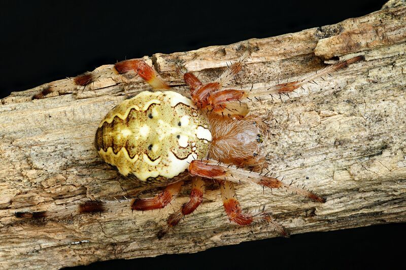 Крестовикphoto preview