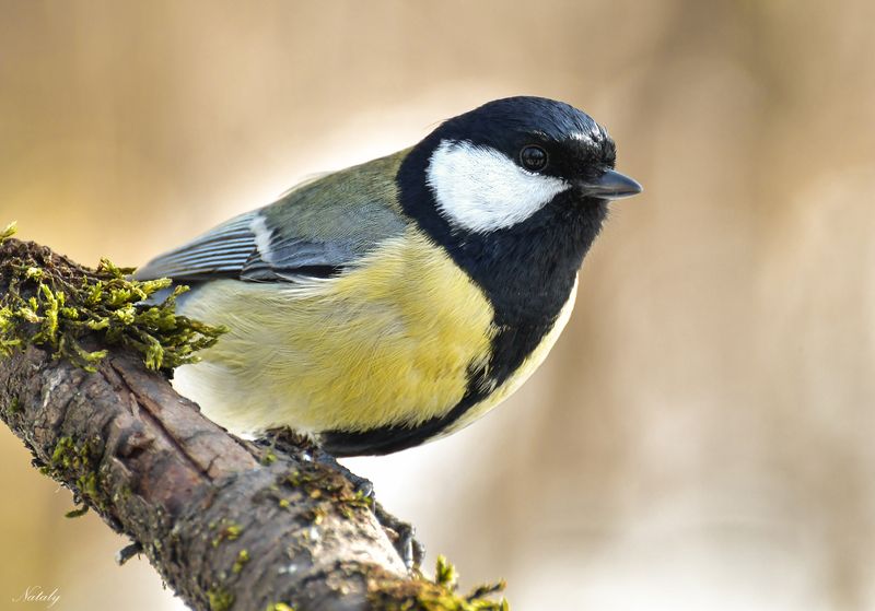 Самец большой синицыphoto preview