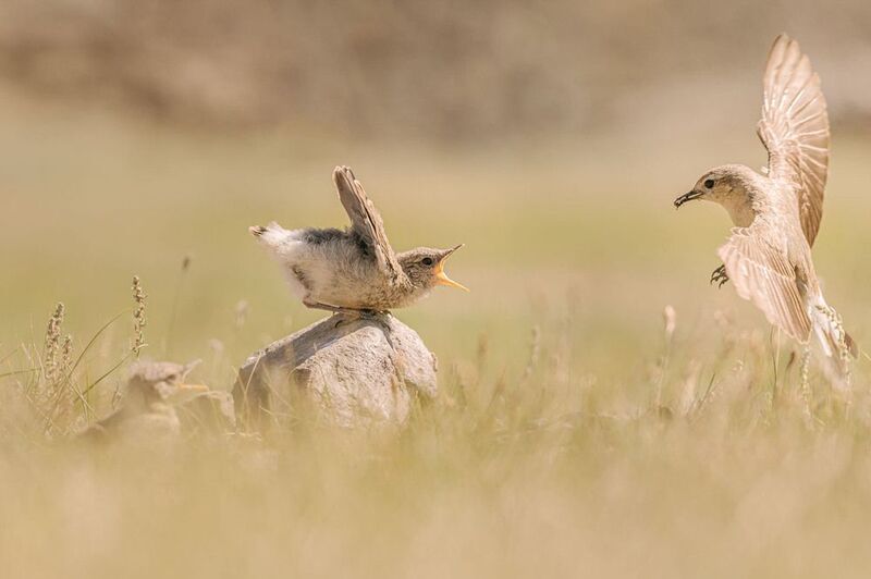 каменка, птенец каменки, горный алтай, сайлюгемский национальный парк В ожиданииphoto preview