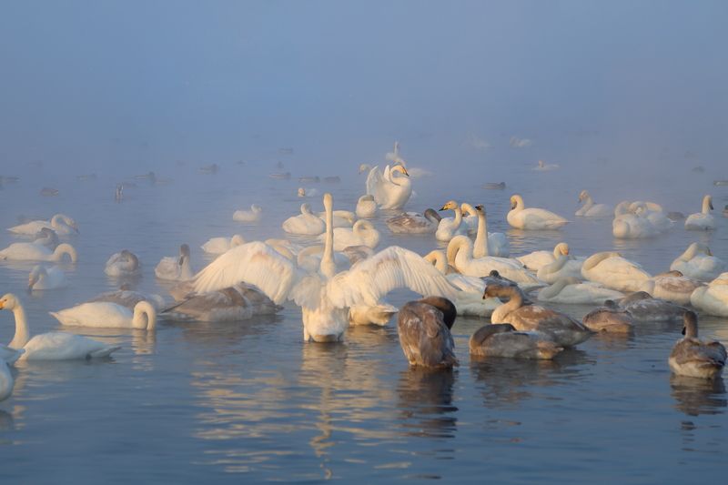 Алтайская зимовкаphoto preview