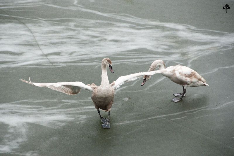 Зимующие лебедиphoto preview