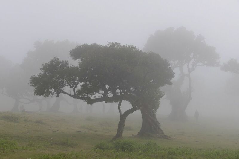 Landscapes, Madeira, Fanal Forest, Trees, Fog, Mood,  Магия старого лесаphoto preview