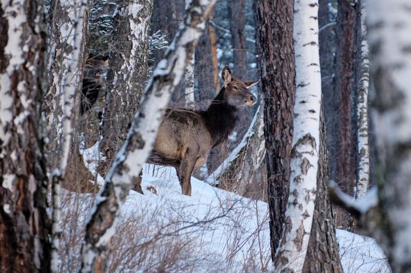 маралы, красноярские столбы, красноярск Маралыphoto preview