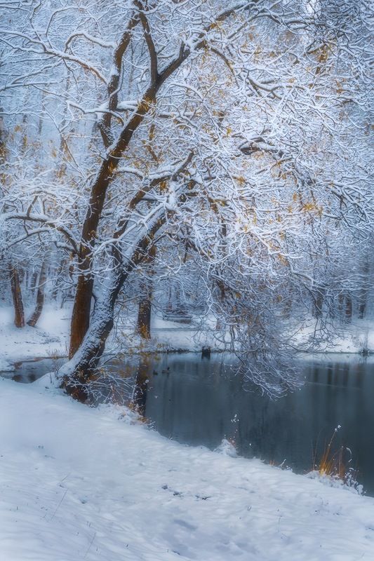 пейзаж, landscape, nature, природа, зима, winter, снег, snow, лес, forest ***photo preview