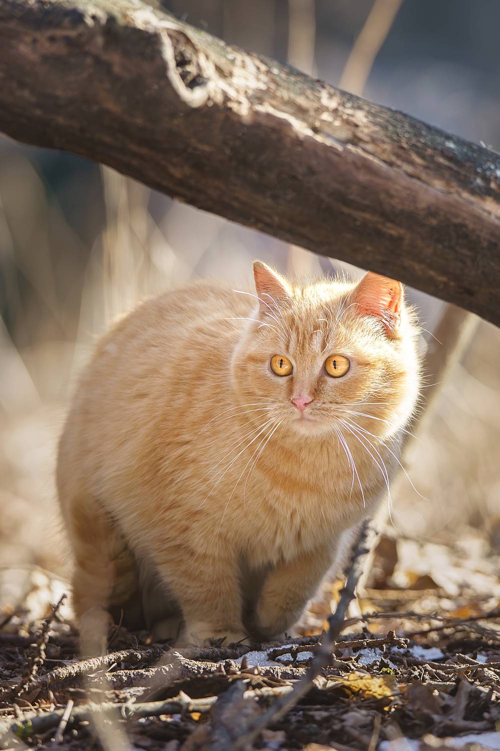 , Корнеев Алексей