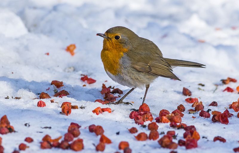 зарянка,малиновка,28 февраля,зима Последний день зимыphoto preview