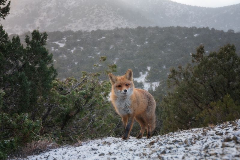 Лиса Лисенок Нового Светаphoto preview