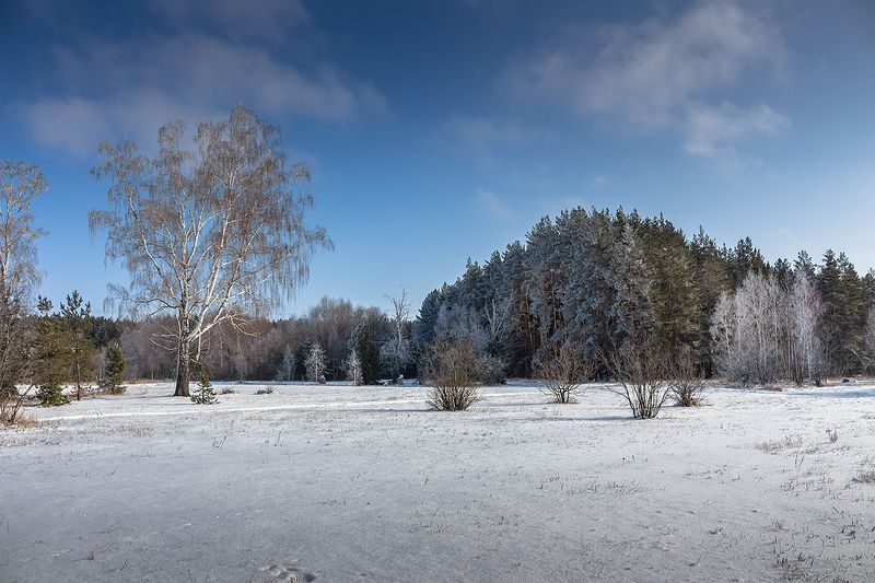 лес, деревья, зима, иней, природа photo preview