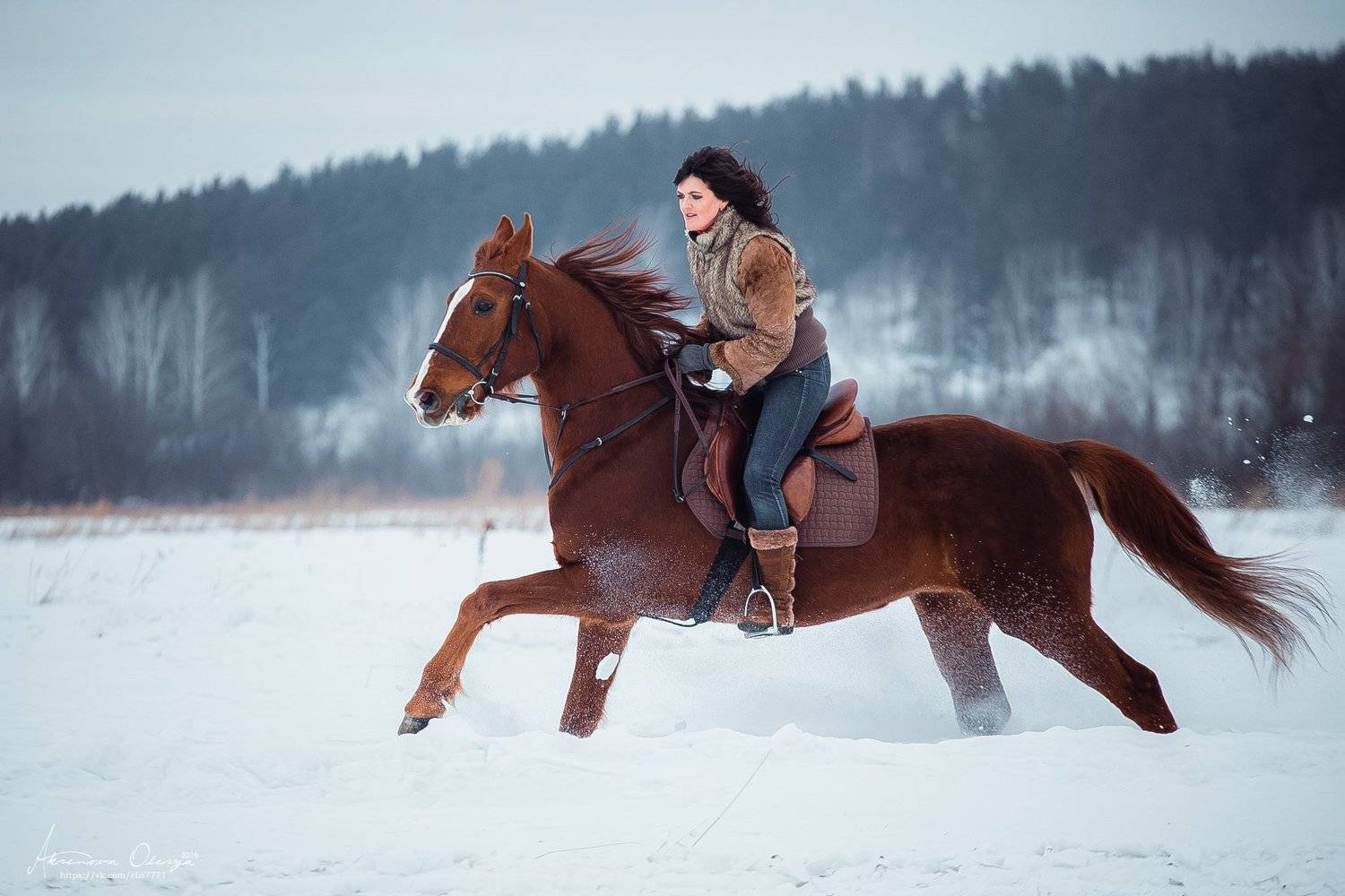 галоп, лошадь, в движении, Аксёнова Олеся
