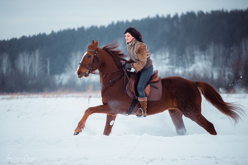 галоп, лошадь, в движении По полю..photo preview