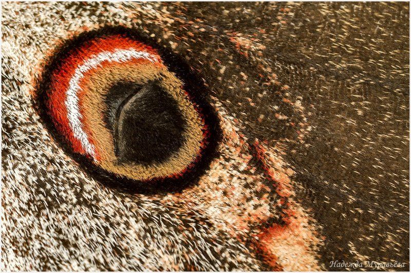 фактуры Природные фактурыphoto preview