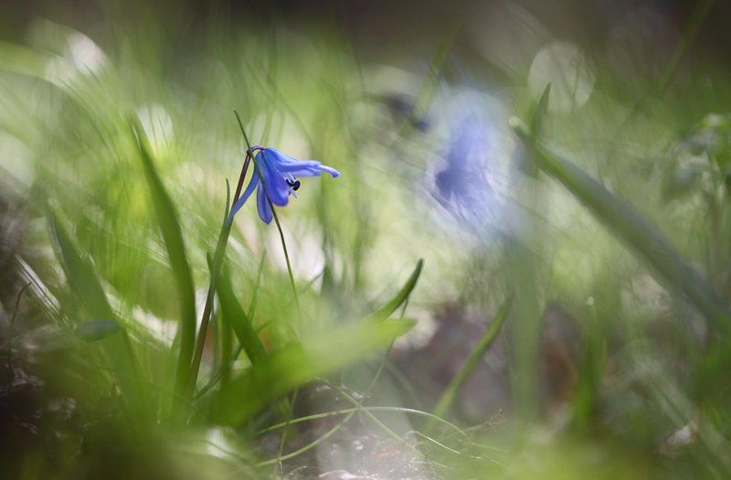пролеска **photo preview