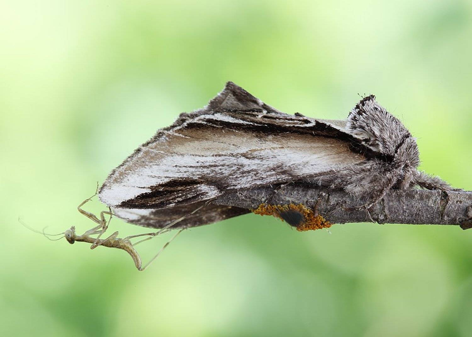 , Сергей Таланов
