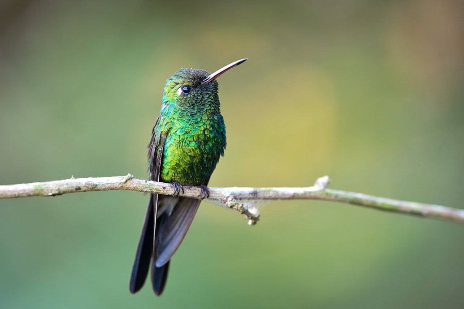 колибри, птица, куба, дикая природа, nature, colibri, wildlife, nature, cuba, Илья Гомыранов