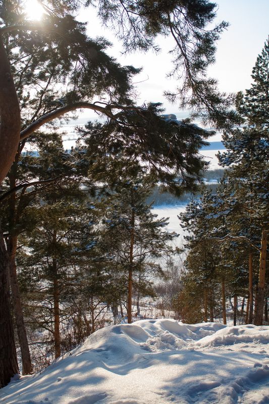 Ammi, Russia