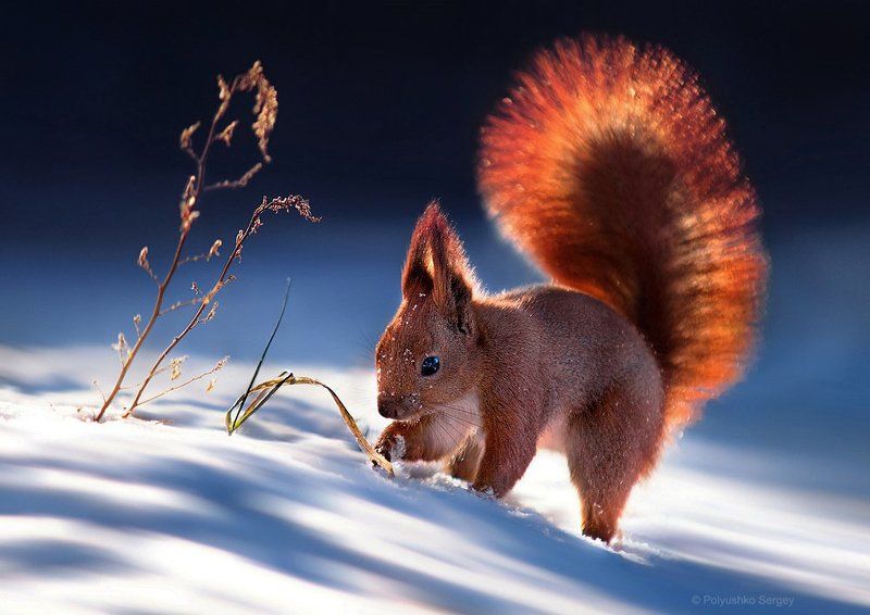 белка, зима, снег ***photo preview