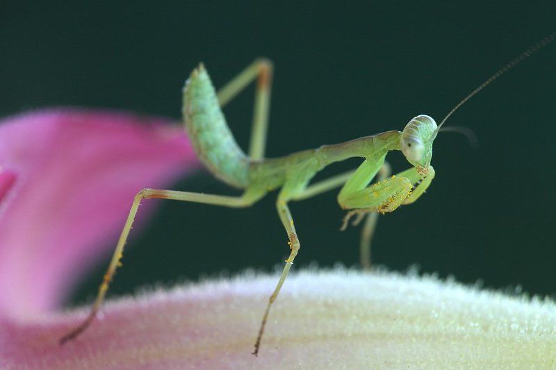 Задумчивыйphoto preview