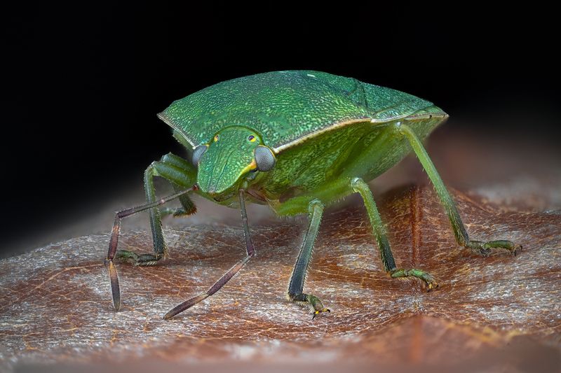 ceclii, macro  фото превью